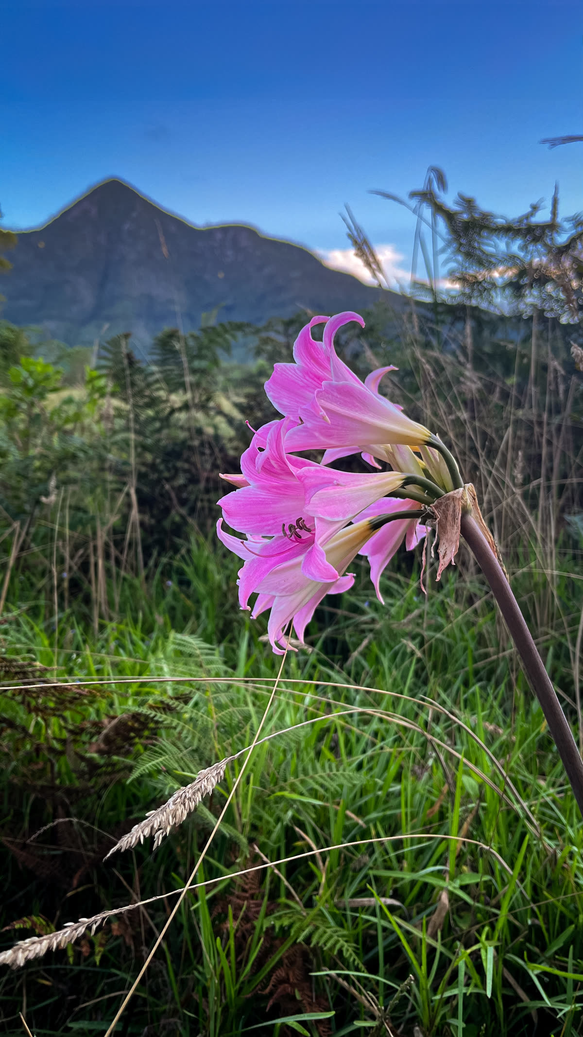Pink lilies with Tsitsikamma mountain backdrop
