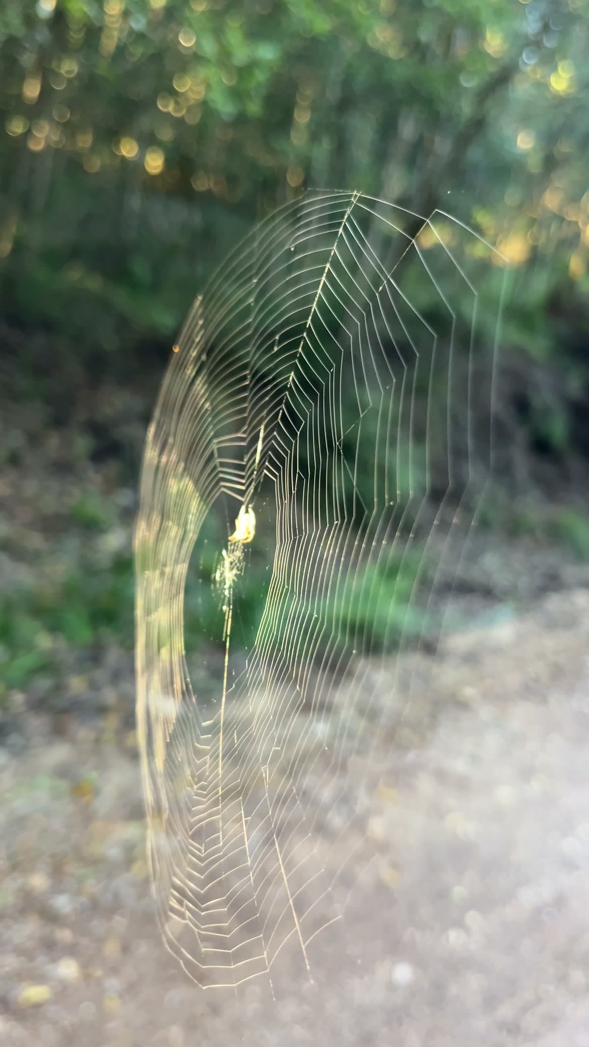 Intricate spider web catching golden morning light in the forest